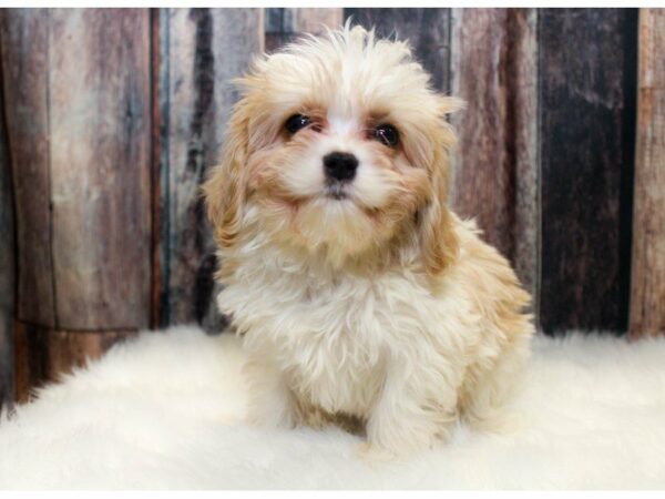 Cavachon-DOG-Male-Cream / White-14663-Petland Racine, Wisconsin