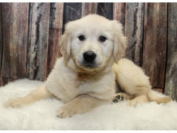 Golden Retriever-DOG-Female-Cream-14670-Petland Racine, Wisconsin