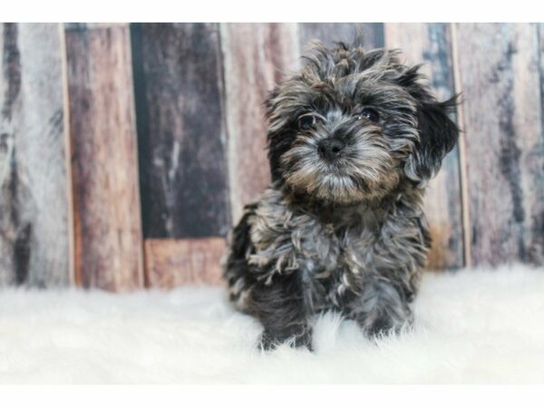 Brussel Poo-DOG-Male-Merle-14677-Petland Racine, Wisconsin