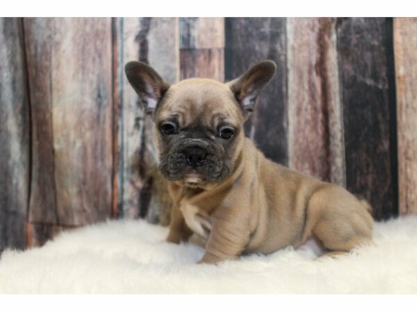 French Bulldog-DOG-Male-Blue Fawn-14678-Petland Racine, Wisconsin