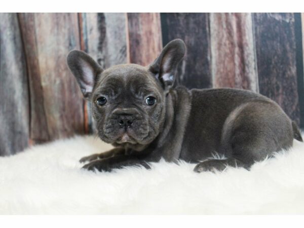 French Bulldog-DOG-Male-Blue-14679-Petland Racine, Wisconsin