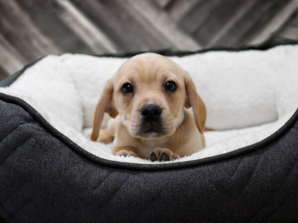 Frengle-DOG-Male-Cream-22806-Petland Racine, Wisconsin