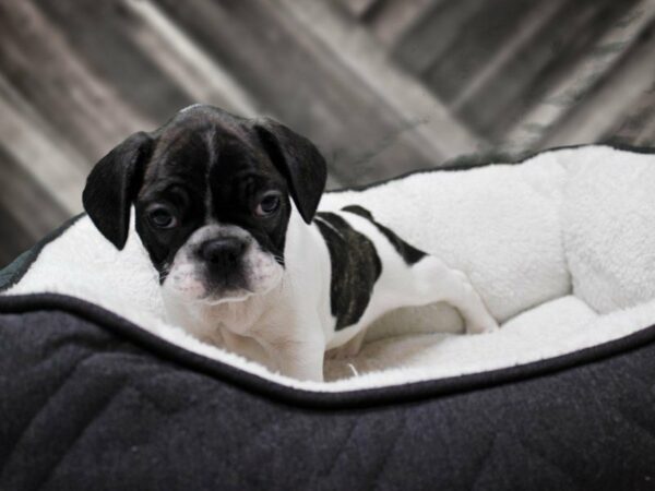 French Bulldog-DOG-Male-Brindle / White-22810-Petland Racine, Wisconsin