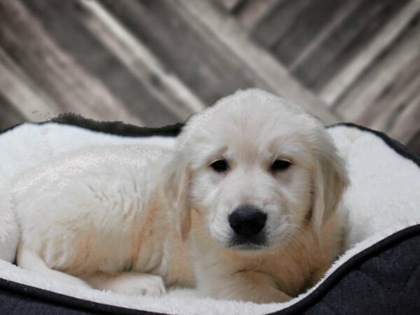 Golden Retriever-DOG-Male-Cream-22827-Petland Racine, Wisconsin
