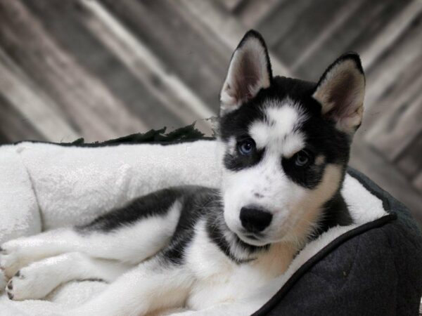 Siberian Husky-DOG-Male-Black / White-22825-Petland Racine, Wisconsin