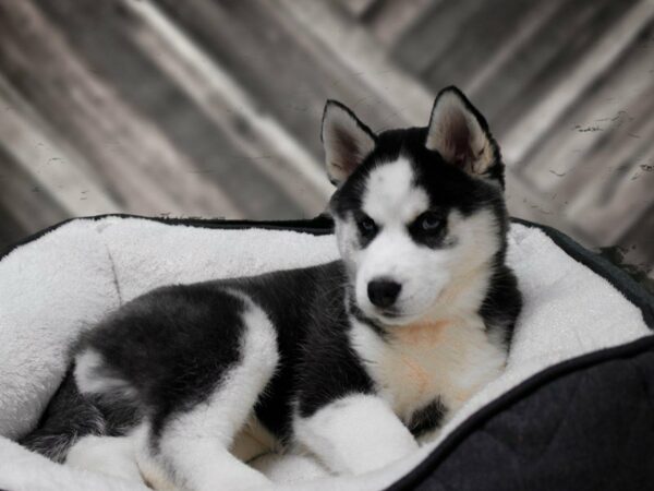 Siberian Husky-DOG-Female-Black / White-22826-Petland Racine, Wisconsin