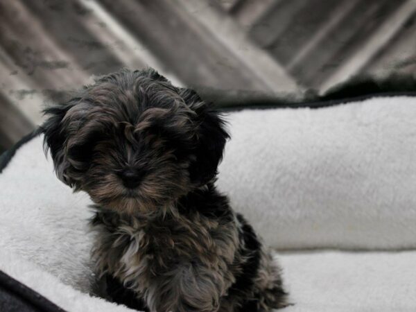 BrusselsPoo-DOG-Male-MERLE-22831-Petland Racine, Wisconsin