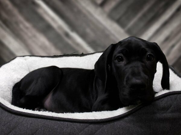 Great Dane-DOG-Female-BLK-22804-Petland Racine, Wisconsin