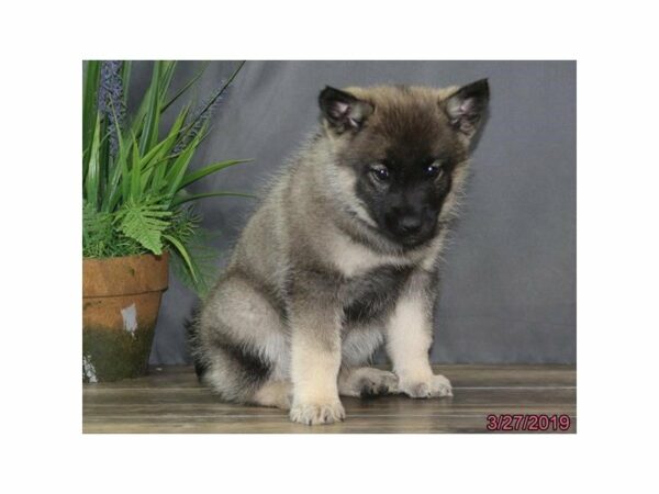Norwegian Elkhound-DOG-Female-Black / Silver-14686-Petland Racine, Wisconsin