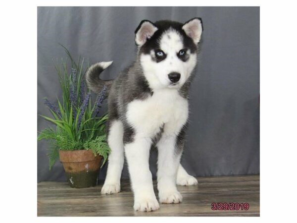 Siberian Husky-DOG-Male-Black / White-14684-Petland Racine, Wisconsin
