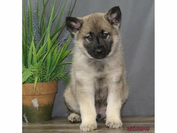 Norwegian Elkhound-DOG-Male-Black / Silver-22848-Petland Racine, Wisconsin