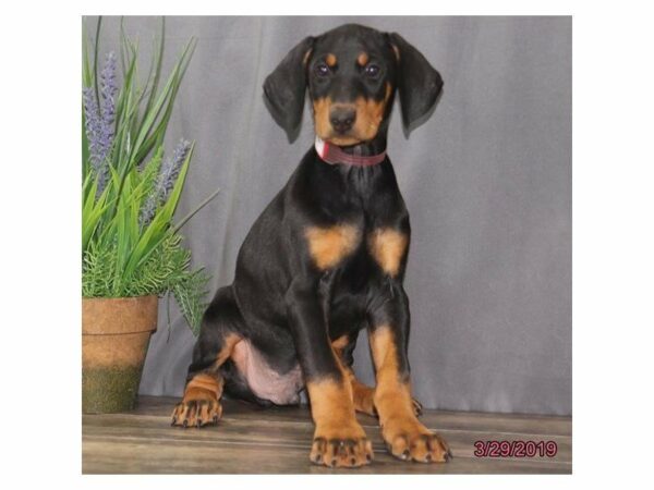 Doberman Pinscher DOG Male Black / Rust 22846 Petland Racine, Wisconsin