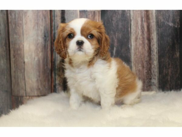 Cavalier King Charles Spaniel-DOG-Female-Blenheim-14681-Petland Racine, Wisconsin