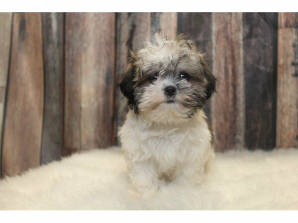 Mal-Shi-DOG-Male-Brindle / White-14689-Petland Racine, Wisconsin