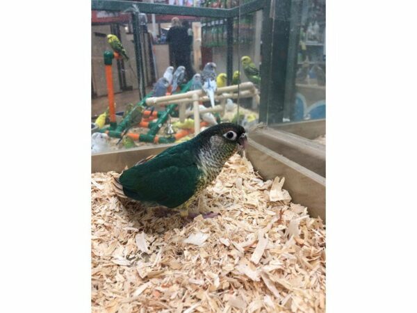 Yellow Sided Turquoise Green Cheek Conure-BIRD-Male--22855-Petland Racine, Wisconsin