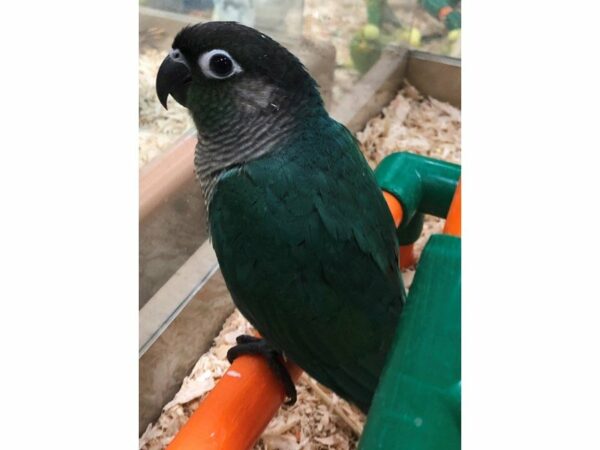 Turquoise Green Cheek Conure-BIRD-Male--22856-Petland Racine, Wisconsin