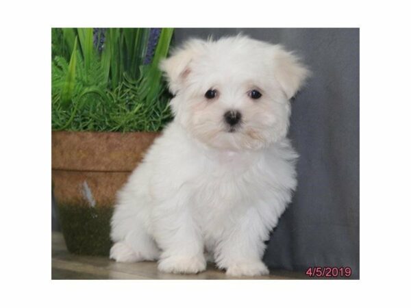 Maltese-DOG-Female-White-14698-Petland Racine, Wisconsin