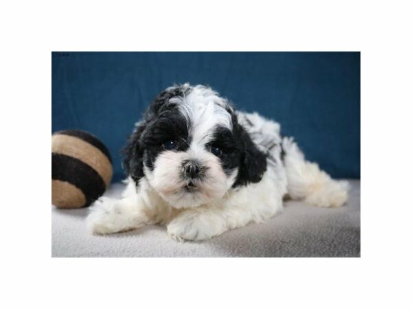 Shih Tzu/Bichon DOG Female White / Black 14693 Petland Racine, Wisconsin