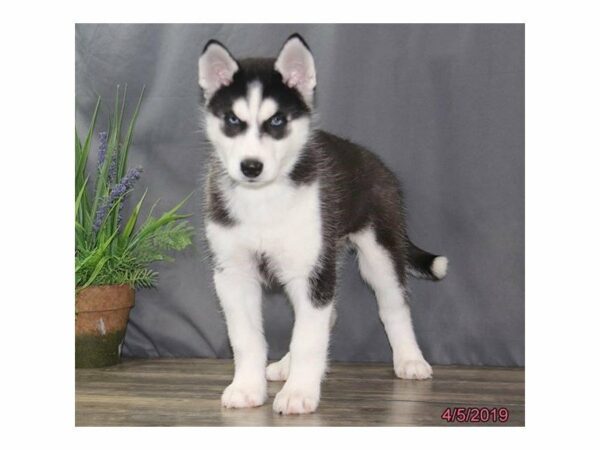 Siberian Husky-DOG-Male-Black / White-14700-Petland Racine, Wisconsin
