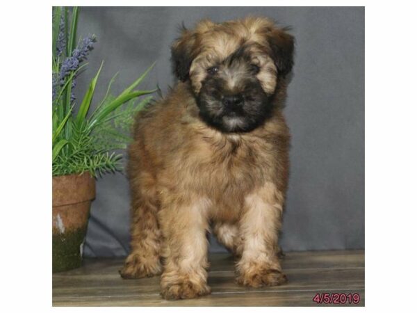 Soft Coated Wheaten Terrier-DOG-Male-Wheaten-14696-Petland Racine, Wisconsin