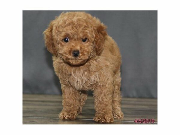 Poodle-DOG-Male-Apricot-22861-Petland Racine, Wisconsin