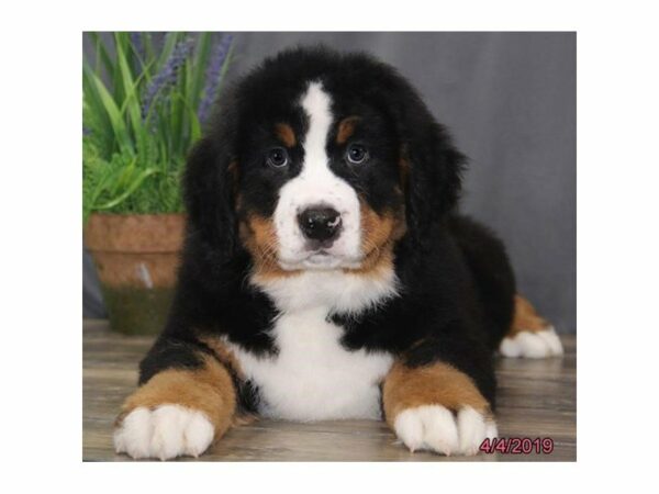 Bernese Mountain Dog-DOG-Male-Black Tan / White-22874-Petland Racine, Wisconsin