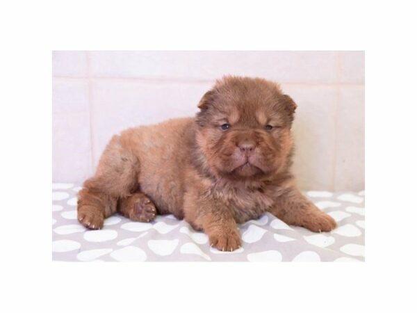 Chinese Shar-Pei-DOG-Male-Sable-22864-Petland Racine, Wisconsin