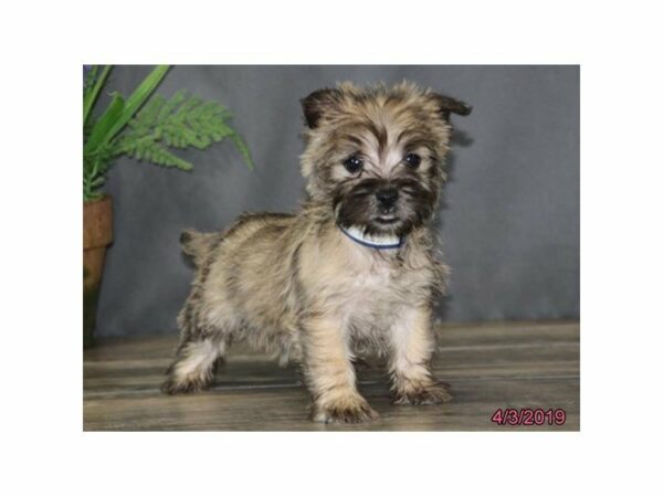 Cairn Terrier-DOG-Male-Wheaten-22868-Petland Racine, Wisconsin