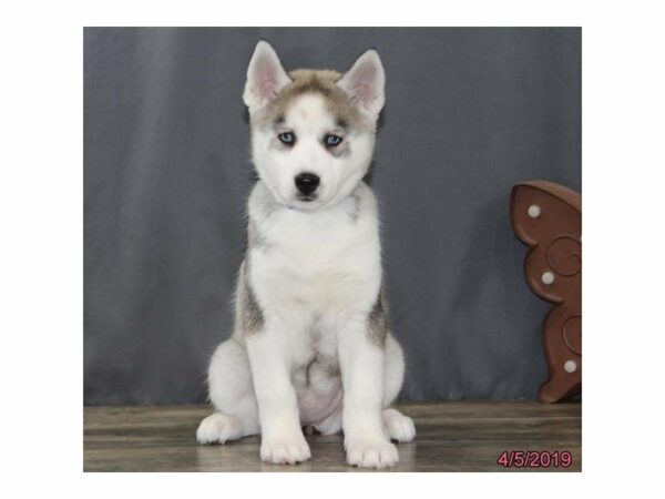 Siberian Husky-DOG-Female-Agouti / White-22863-Petland Racine, Wisconsin