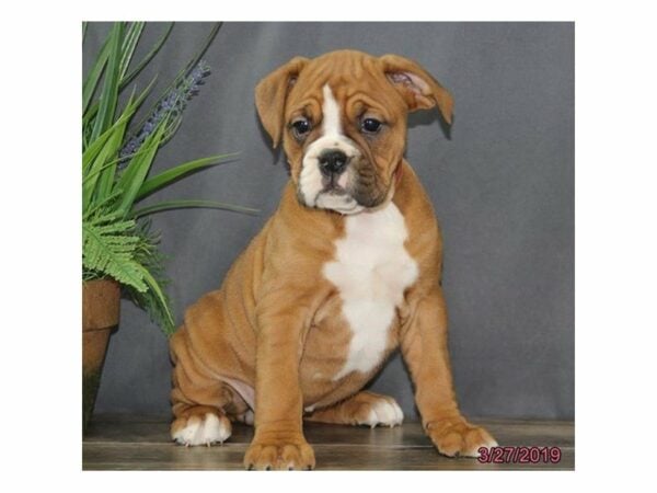 Valley Bulldog-DOG-Female-Fawn / White-22867-Petland Racine, Wisconsin