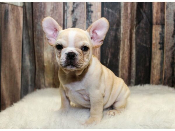 French Bulldog-DOG-Male-Cream-14706-Petland Racine, Wisconsin