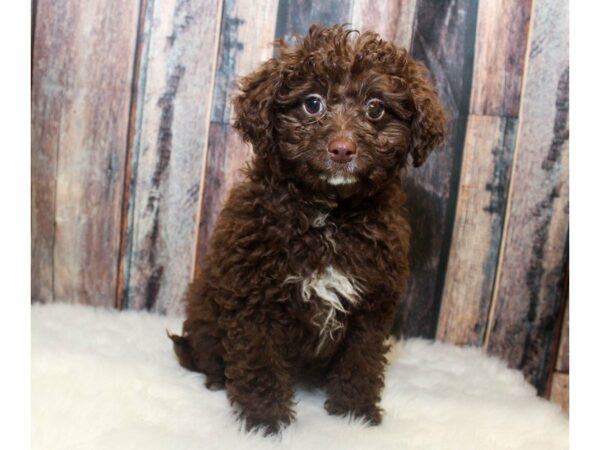 Cava Poo-DOG-Male-Chocolate-14709-Petland Racine, Wisconsin