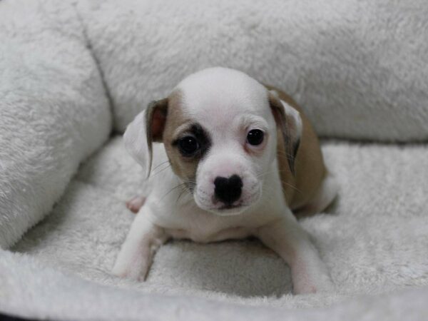 Chug DOG Female RED SABLE/WH 22876 Petland Racine, Wisconsin