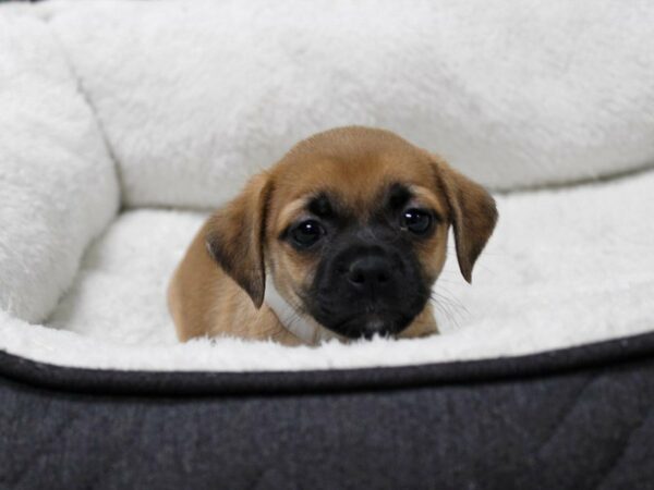 Chug DOG Female RED SABLE 22877 Petland Racine, Wisconsin