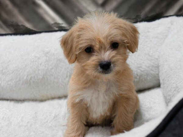 Cockapoo DOG Female BUFF 22878 Petland Racine, Wisconsin