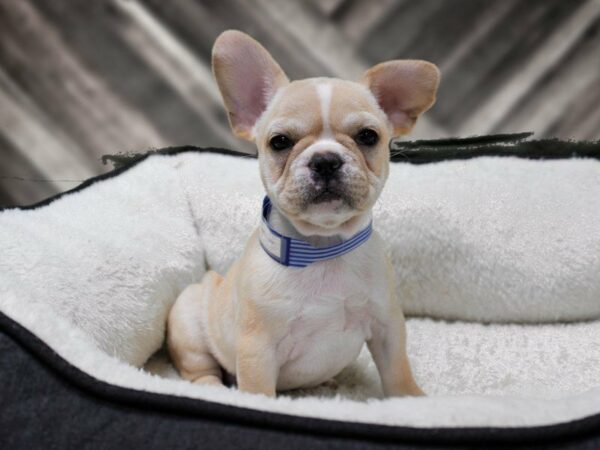 French Bulldog-DOG-Male-CREAM-22875-Petland Racine, Wisconsin