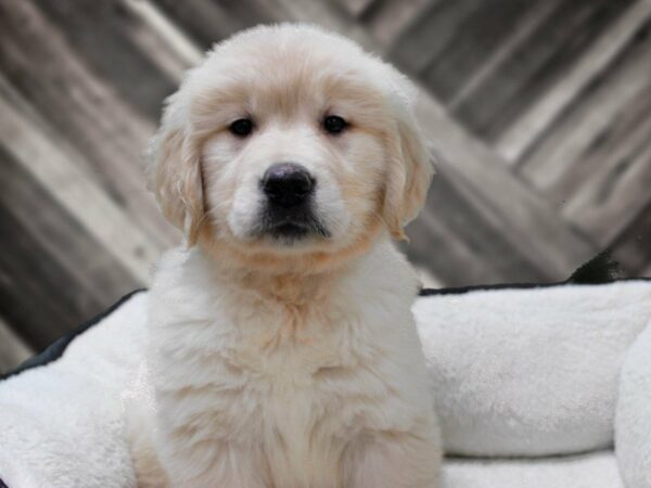 Golden Retriever-DOG-Male-Cream-22871-Petland Racine, Wisconsin
