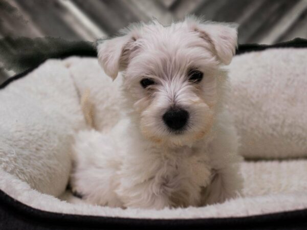 West Highland White Terrier DOG Male White 22866 Petland Racine, Wisconsin