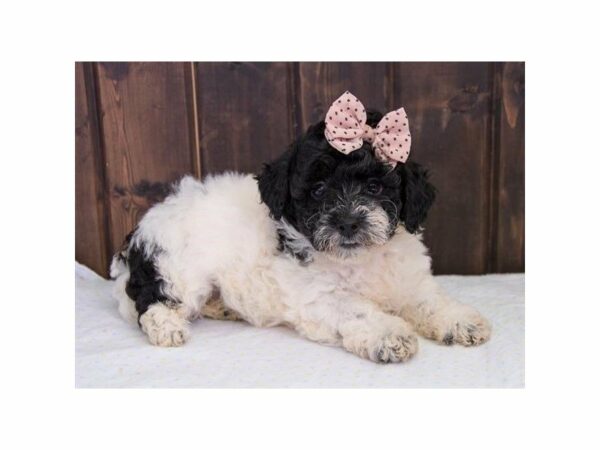 Poodle-DOG-Female-Black / White-22899-Petland Racine, Wisconsin