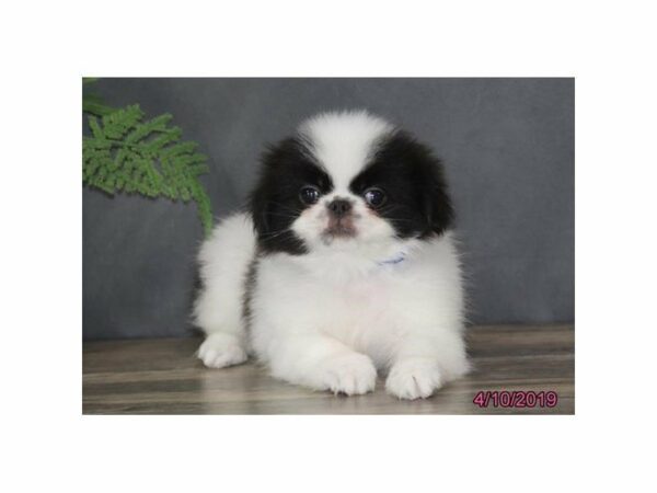 Japanese Chin DOG Male Black / White 22905 Petland Racine, Wisconsin