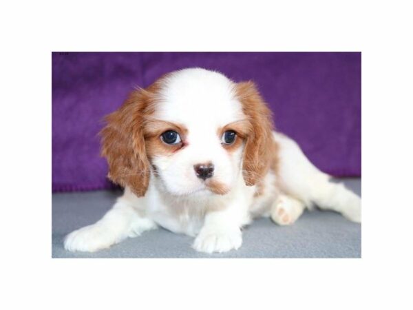 Cavalier King Charles Spaniel-DOG-Female-Blenheim-14711-Petland Racine, Wisconsin