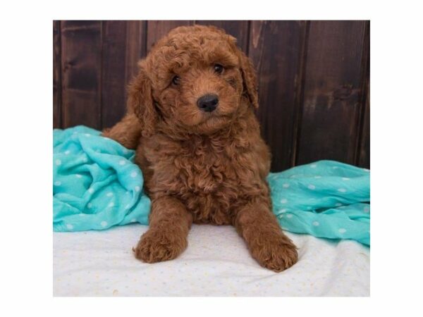 Poodle-DOG-Male-Red-14717-Petland Racine, Wisconsin