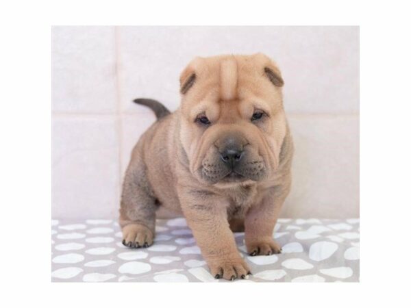 Chinese Shar-Pei-DOG-Male-Sable-14720-Petland Racine, Wisconsin