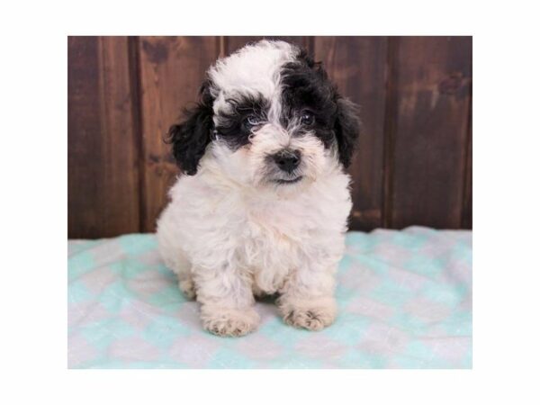 Poodle-DOG-Male-Black / White-14716-Petland Racine, Wisconsin