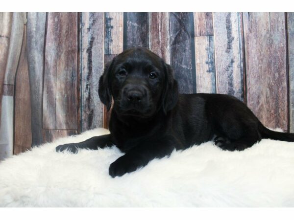 Labrador Retriever-DOG-Female-Black-14714-Petland Racine, Wisconsin