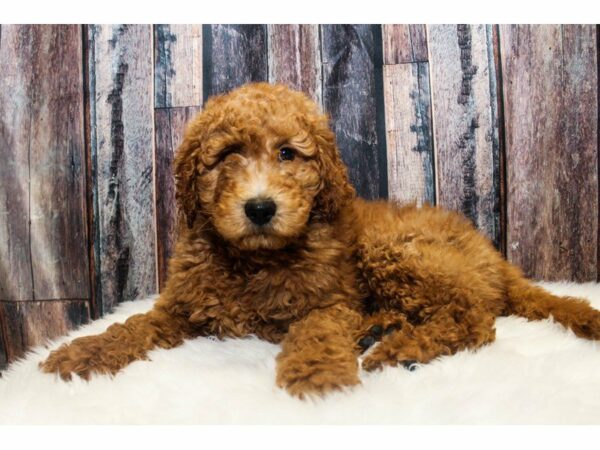 2nd Generation Goldendoodle-DOG-Male-Red-14722-Petland Racine, Wisconsin