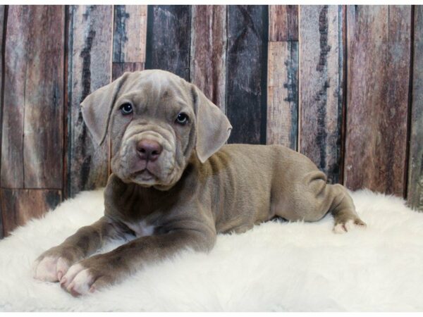 Mastiff/Neopolitan Mastiff-DOG-Male-Tawny-14726-Petland Racine, Wisconsin