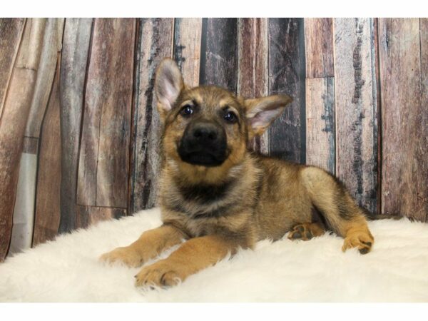 German Shepherd-DOG-Female-sable-14727-Petland Racine, Wisconsin