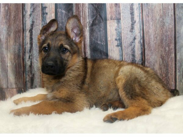 German Shepherd-DOG-Female-sable-14728-Petland Racine, Wisconsin