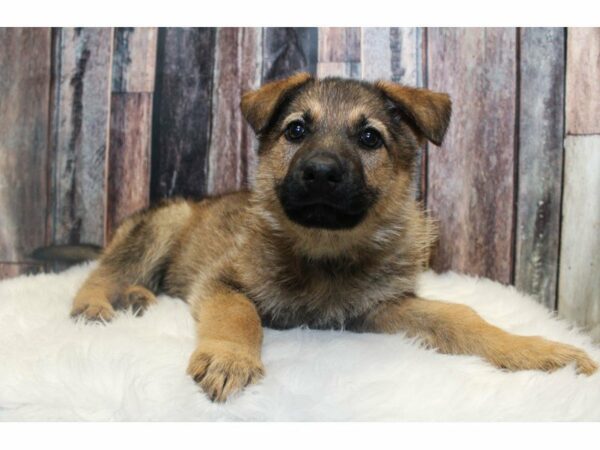 German Shepherd-DOG-Female-Sable-14729-Petland Racine, Wisconsin